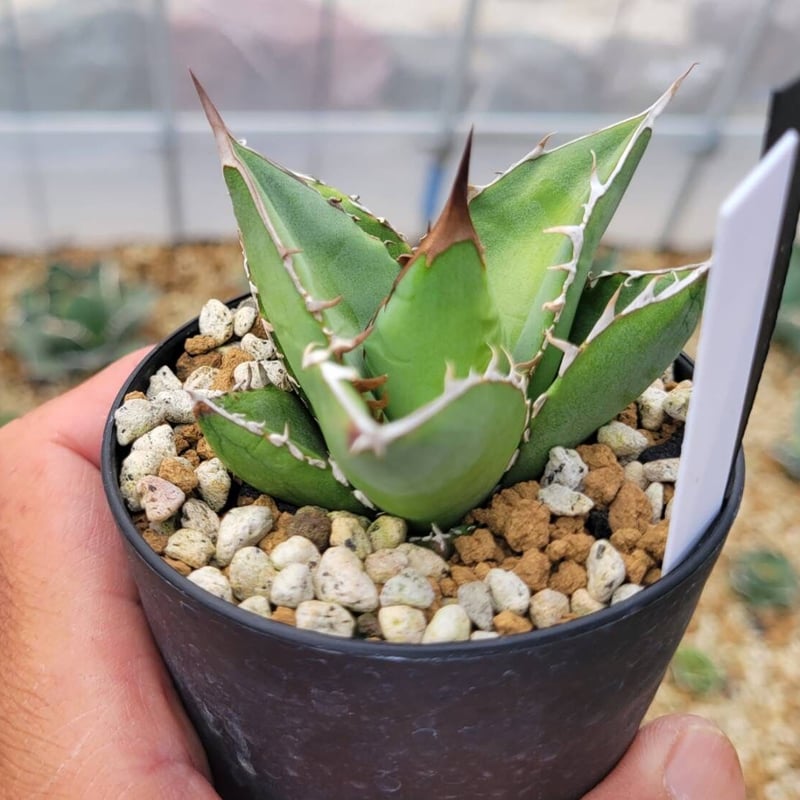 agave oteroi from oaxaca native seeds⑤ | カトーエンゲー