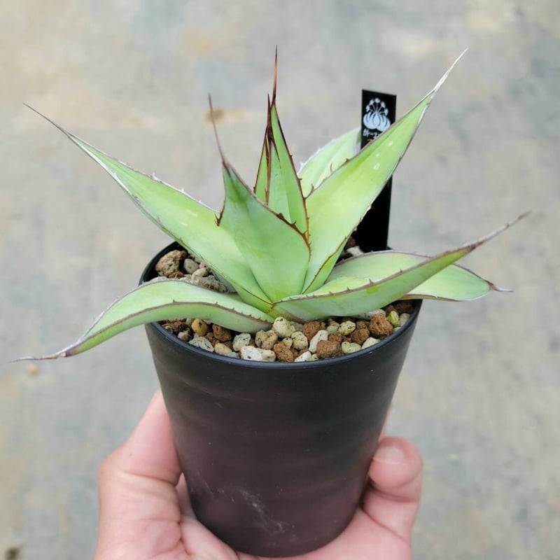 アガベ インプレッサ | カトーエンゲー