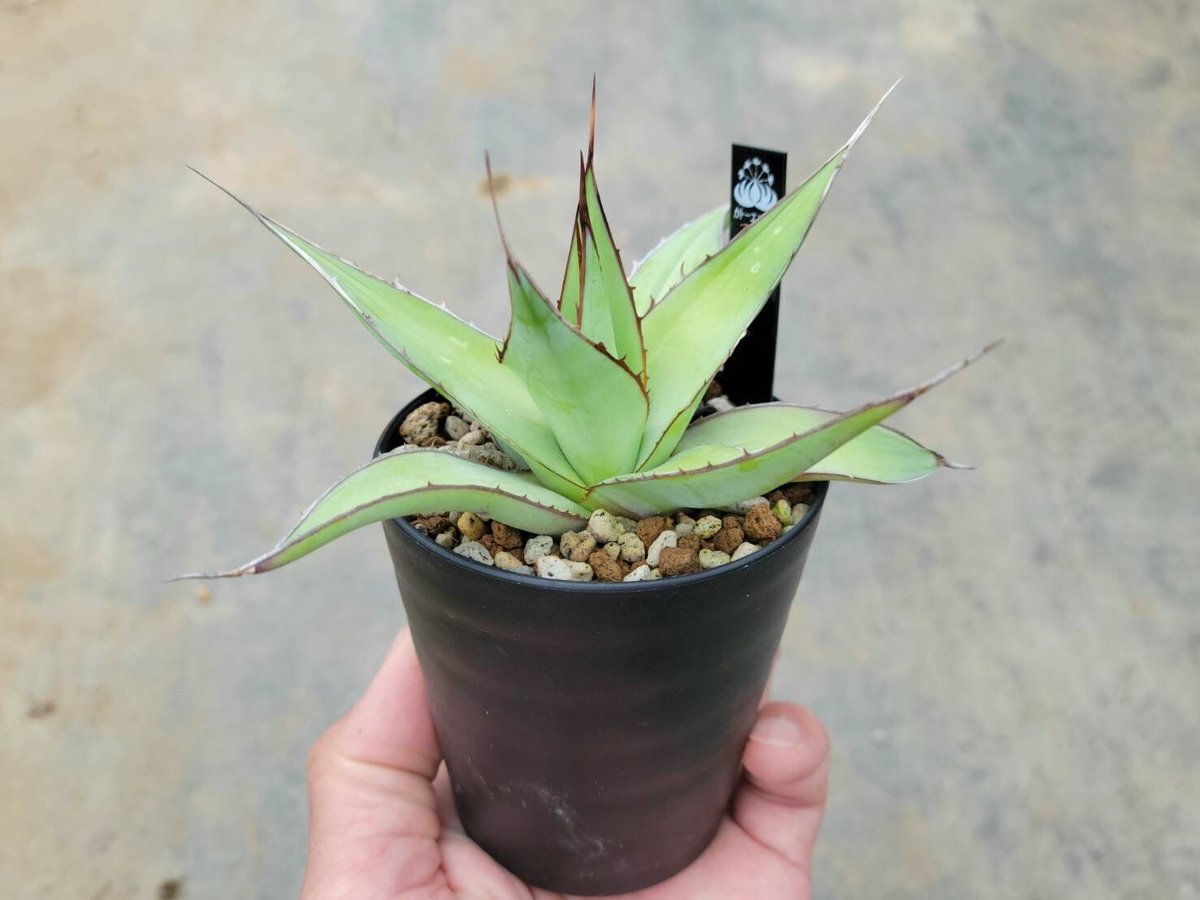 アガベ　インプレッサ アガベ インプレッサ | カトーエンゲー