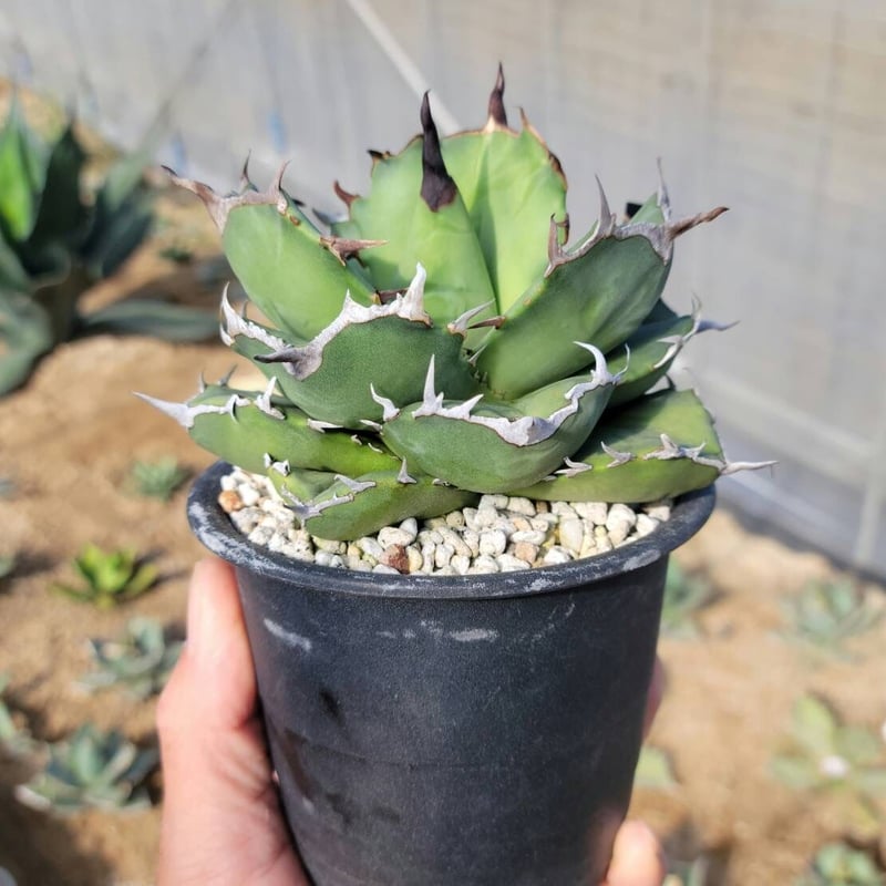 Agave titanota Compacta 観葉植物 e84e83e4693589a88e96fade0255d2