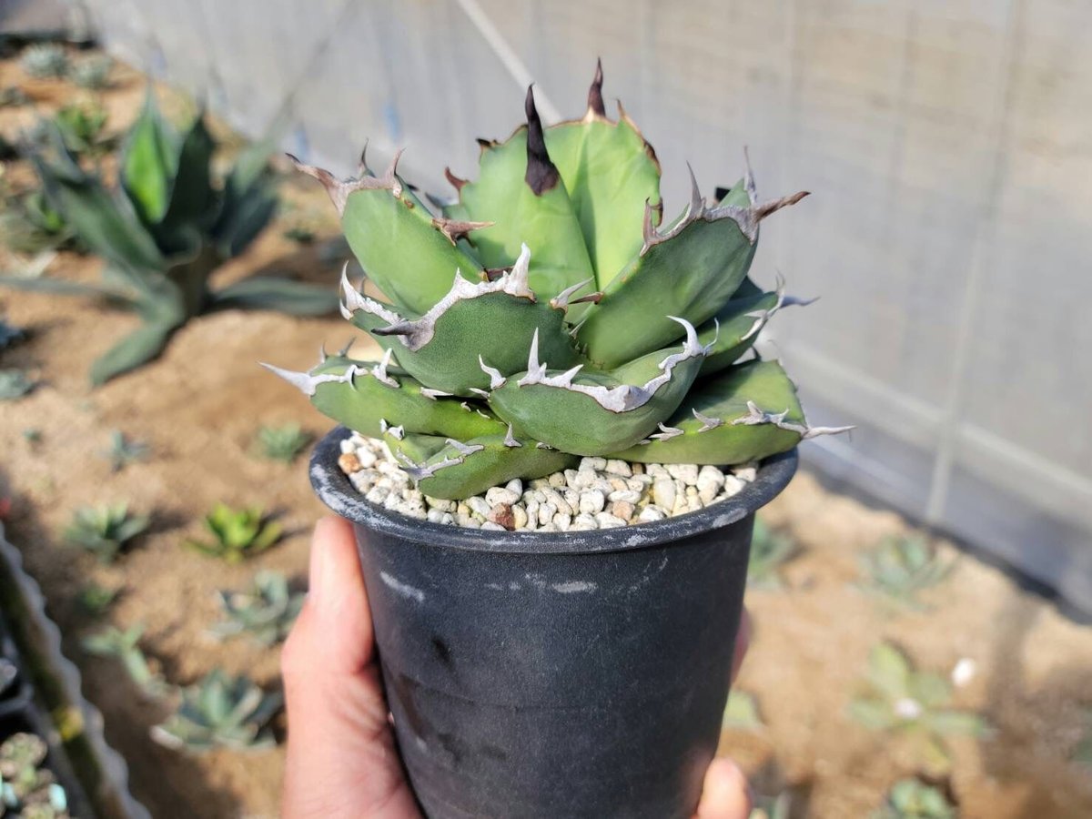 趣 agave titanota fo-076 compacta G.G.③ | カトーエンゲー