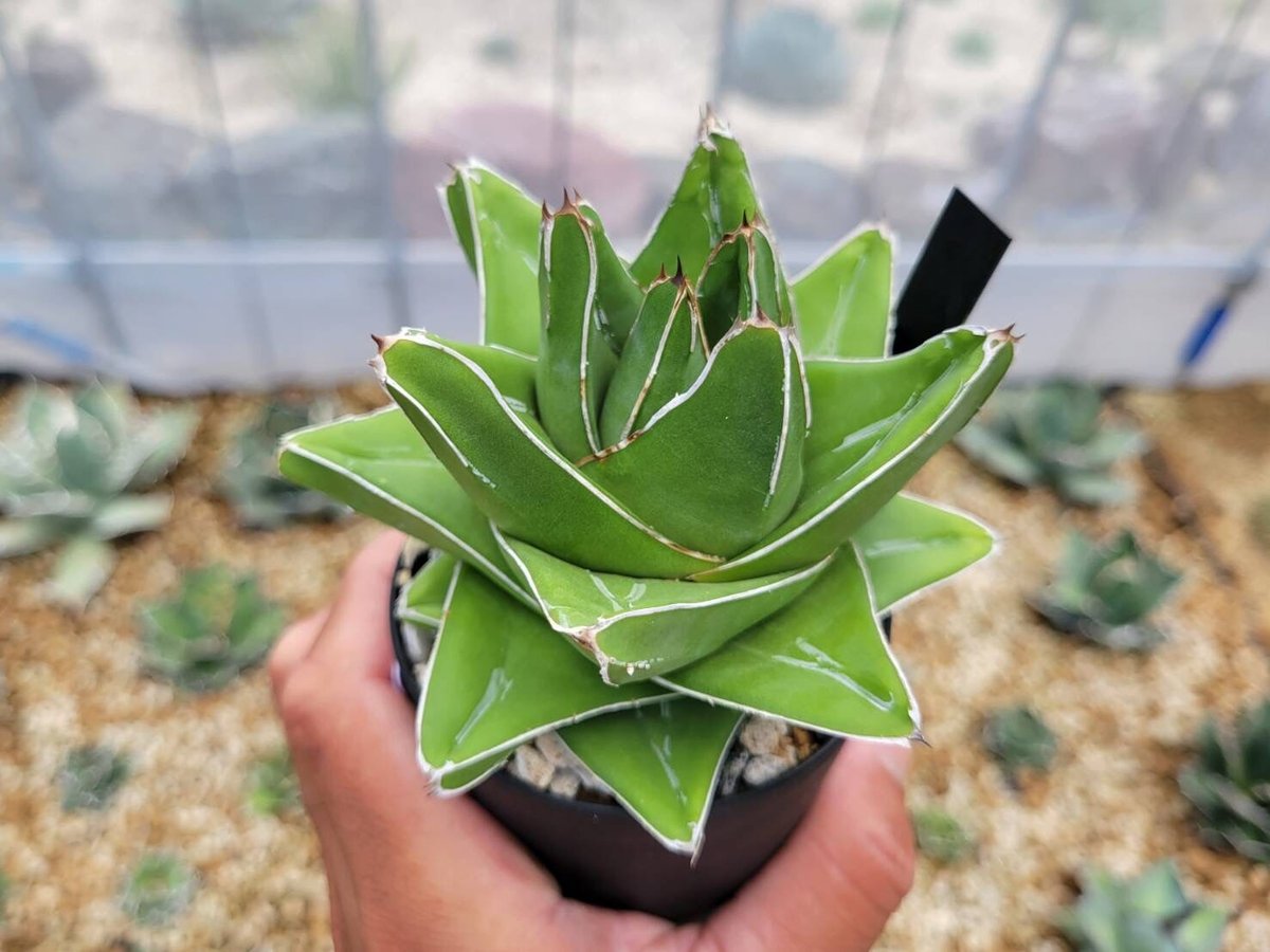 agave victoriae-reginae 'abbey brook' | カトーエンゲー