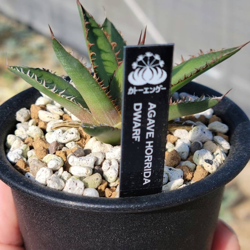 趣 agave horrida dwarf | カトーエンゲー
