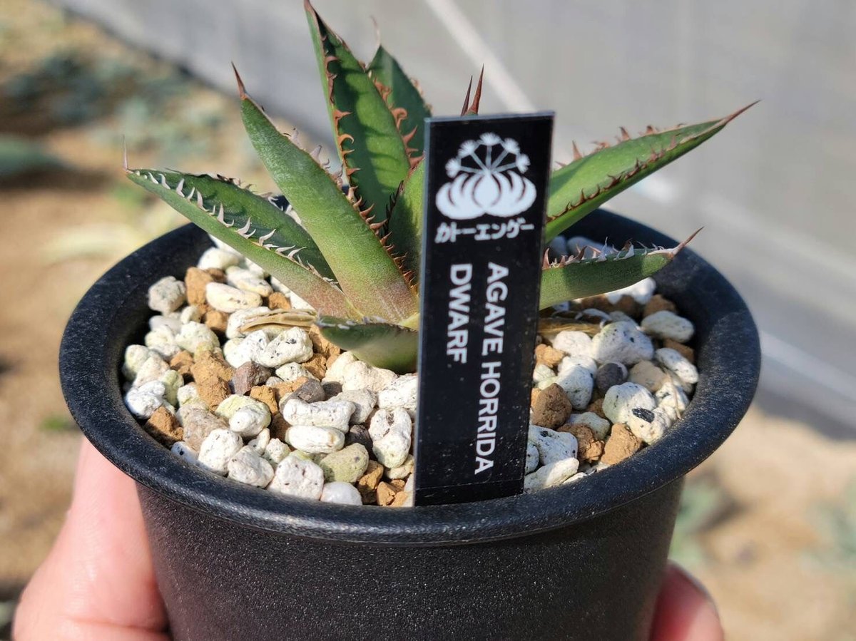 趣 agave horrida dwarf | カトーエンゲー