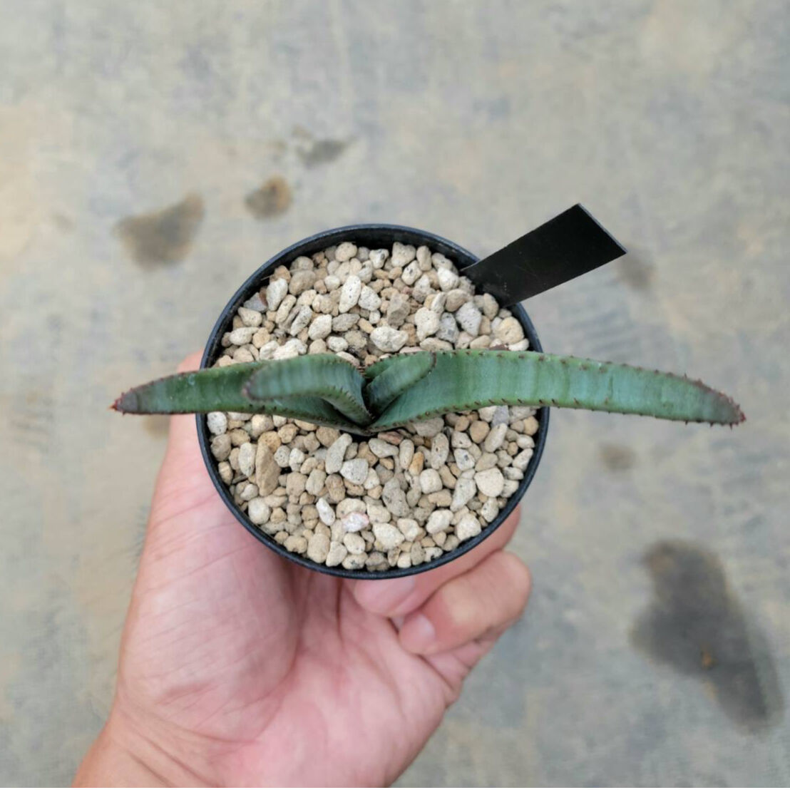 アロエ クリプトポーダ 黒太刀 | カトーエンゲー