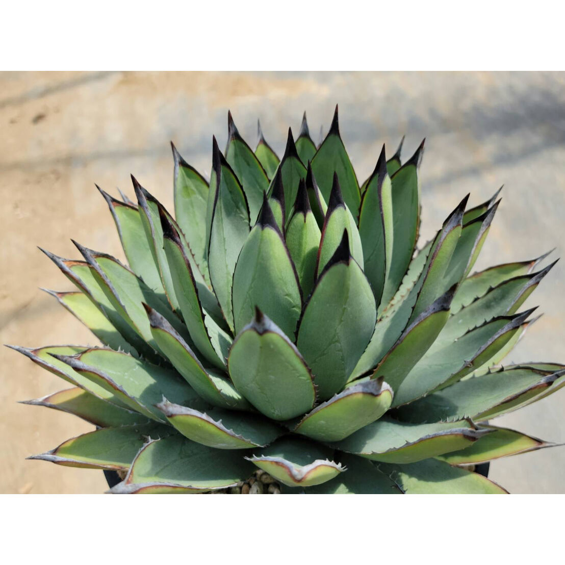 アガベ☆ブルーエンペラー アガベブルーエンペラー | カトーエンゲー