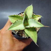 アガベ パリー トランカータ ハンティントン | カトーエンゲー