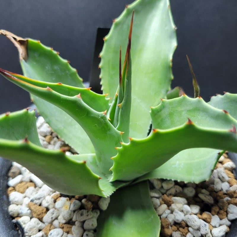 agave ovatifolia cameo | カトーエンゲー
