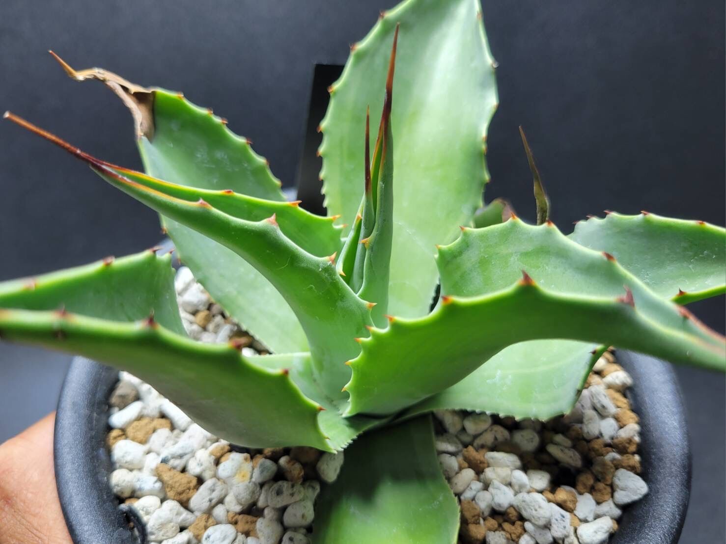 agave ovatifolia cameo | カトーエンゲー