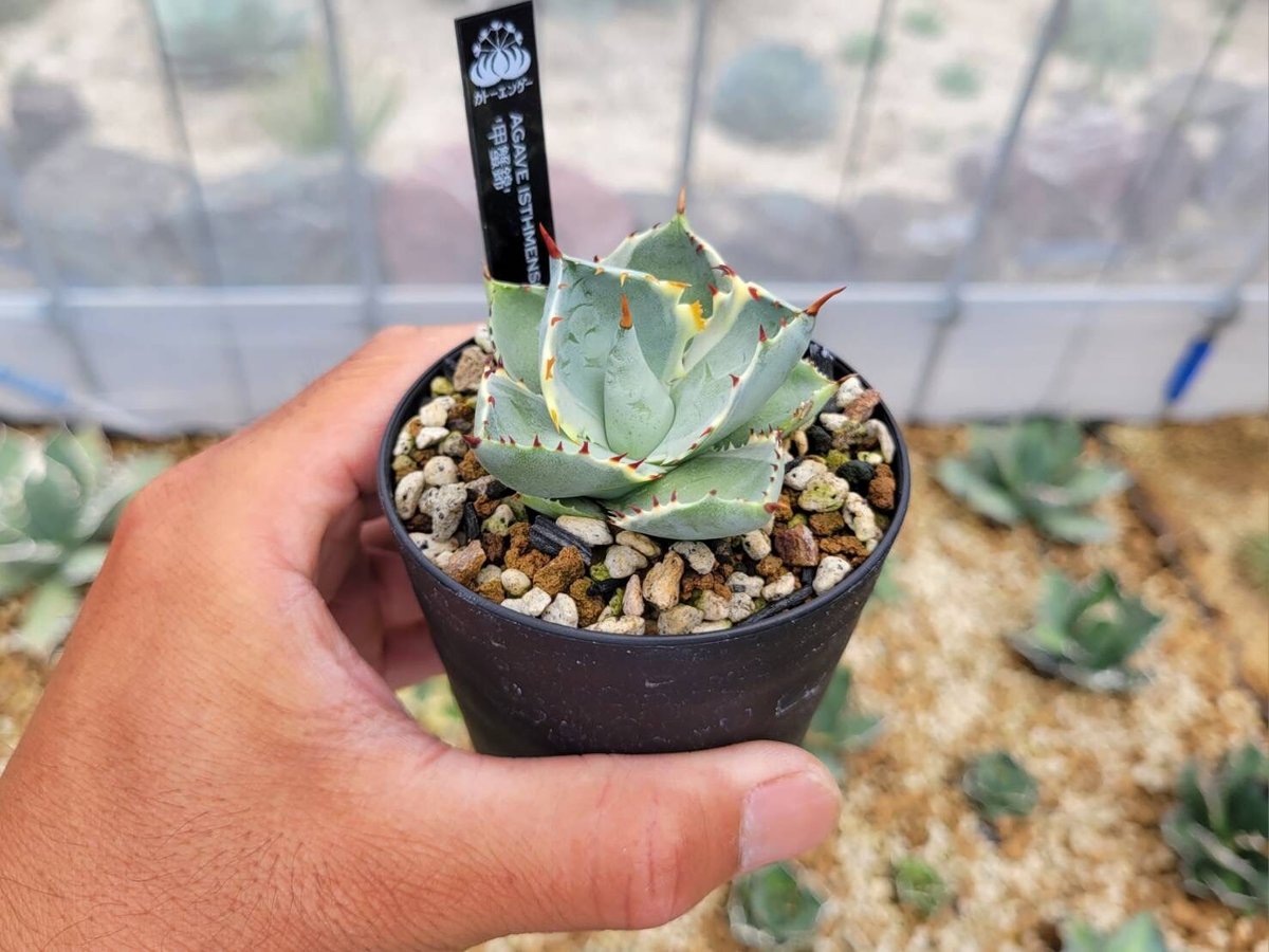 新品Mサイズ kaitlynSepia Agave 新品Mサイズ kaitlynSepia Agave