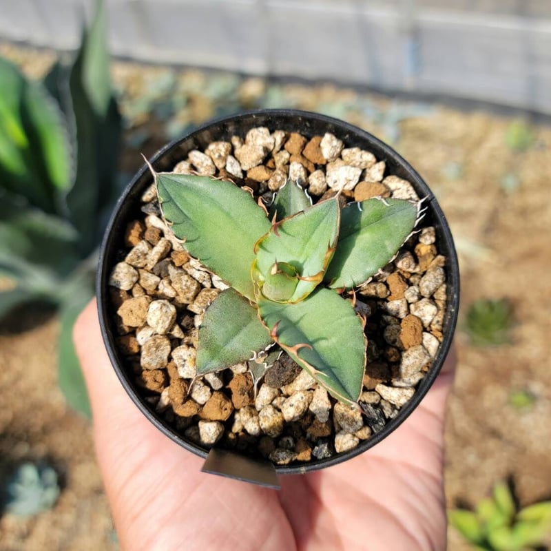 agave oteroi seedling | カトーエンゲー agave oteroi seedling | カトーエンゲー