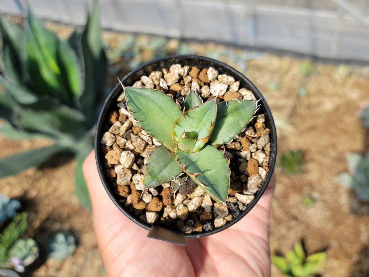 アガベ oaxaca oteroi seedling バンド幅あり fit=scale-down,w=1200