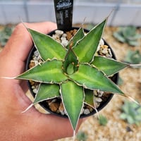 アガベ リップルエフェクト | カトーエンゲー