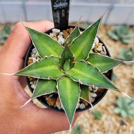agave lophantha