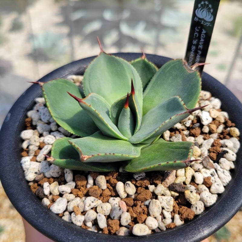 agave parryi 'j.c.'s shadow' | カトーエンゲー