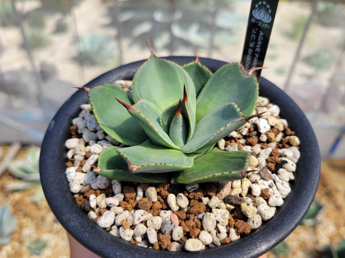 agave parryi 'j.c.'s shadow' | カトーエンゲー