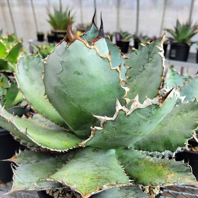 agave titanota lion's mane | カトーエンゲー