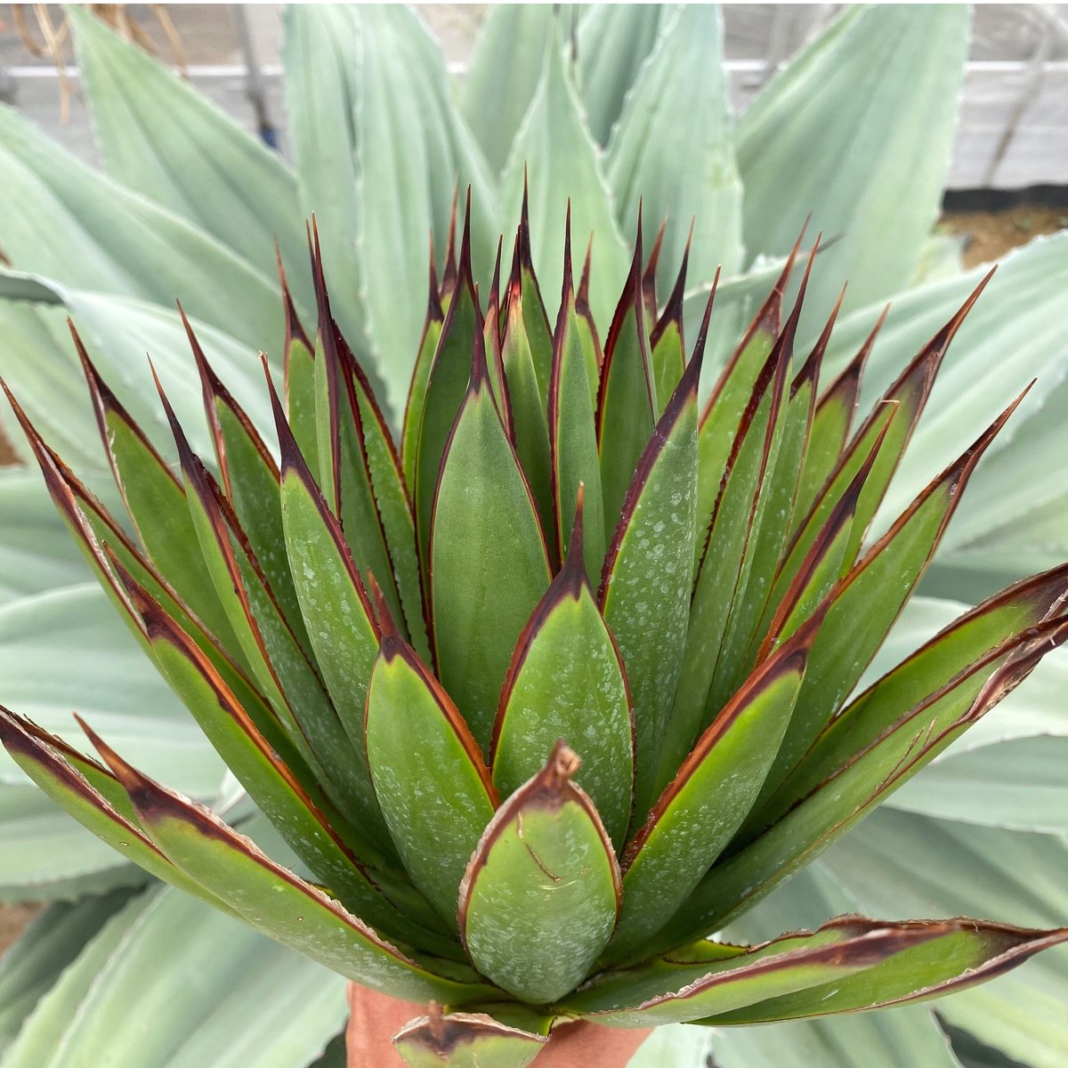 アガベグリーングロー Lサイズ ① | カトーエンゲー