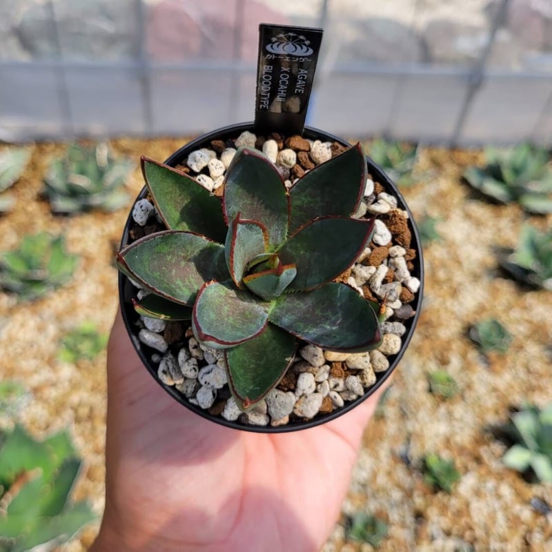 agave x ocahui blood type | カトーエンゲー