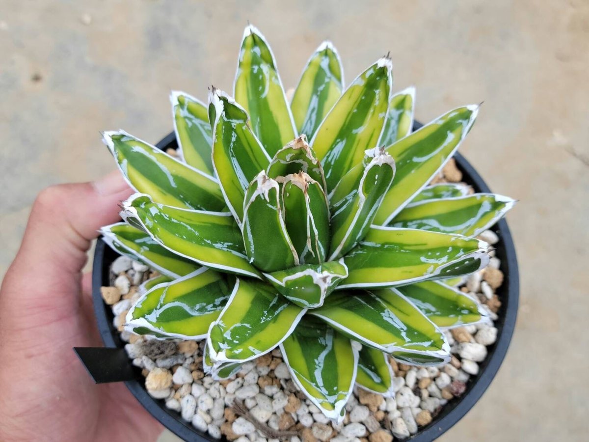 アガベ 笹の雪 輝山 fit=scale-down,w=1200