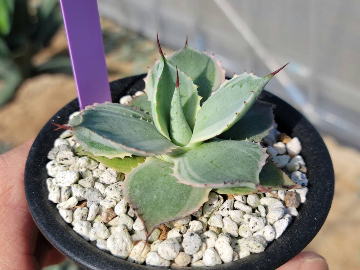 アガベ　雷神　Agave potatorum アガベ・雷神（Agave potatorum／ポタトルム）の種類、紹介 – ゆるぷ