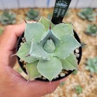 アガベ シルバーサーファー | カトーエンゲー