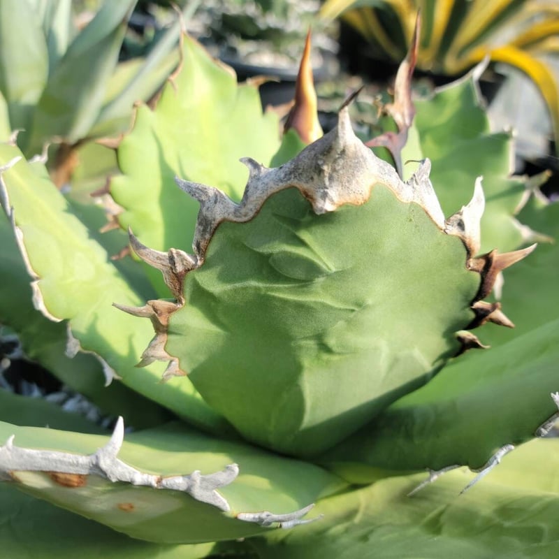 趣 agave titanota wide(猫爪)① | カトーエンゲー