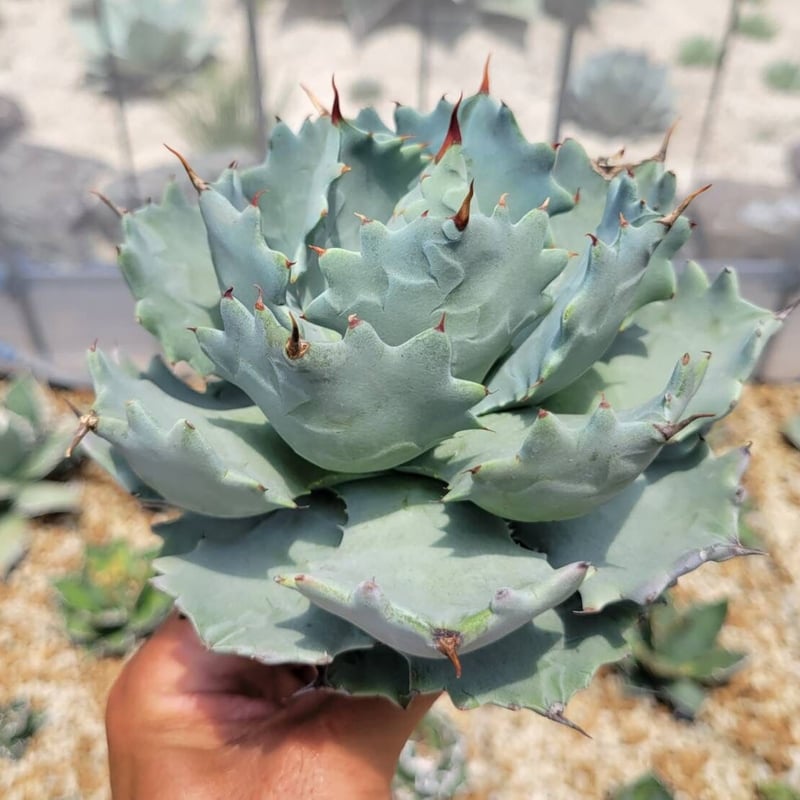 agave isthmensis inland form 4 | カトーエンゲー