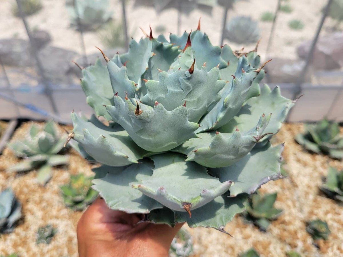 イシスメンシス インランドフォームisthmensis inland form アガベ イシスメンシス（インランドフォーム） Agave isthmensis