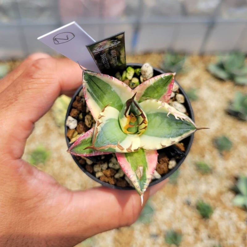 agave titanota'snaggle tooth ② | カトーエンゲー