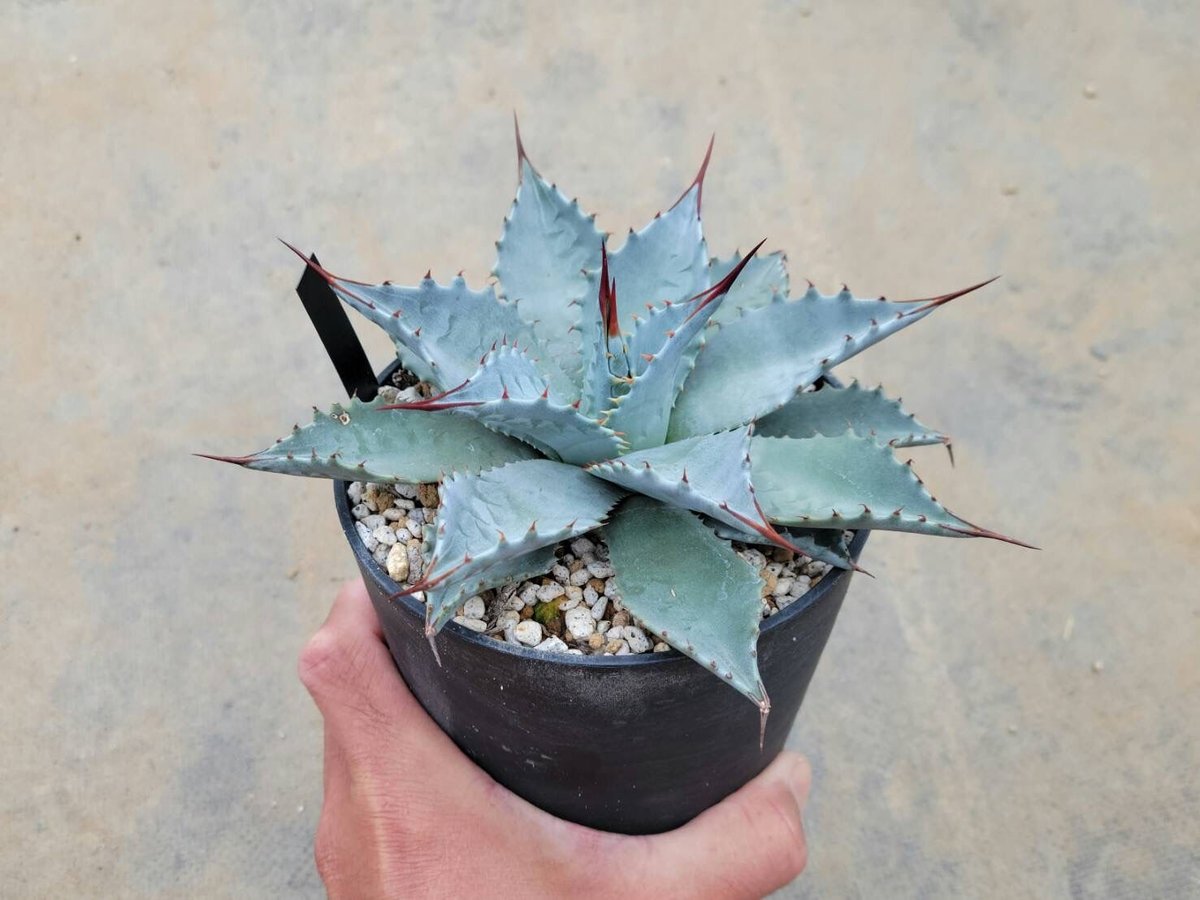 アガベ モンタナ ビッグスカイ | カトーエンゲー