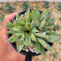 t*8様 アガベ　リップルエフェクト　② Yahoo!オークション - 【リップルエフェクト】Agave 'Ripple