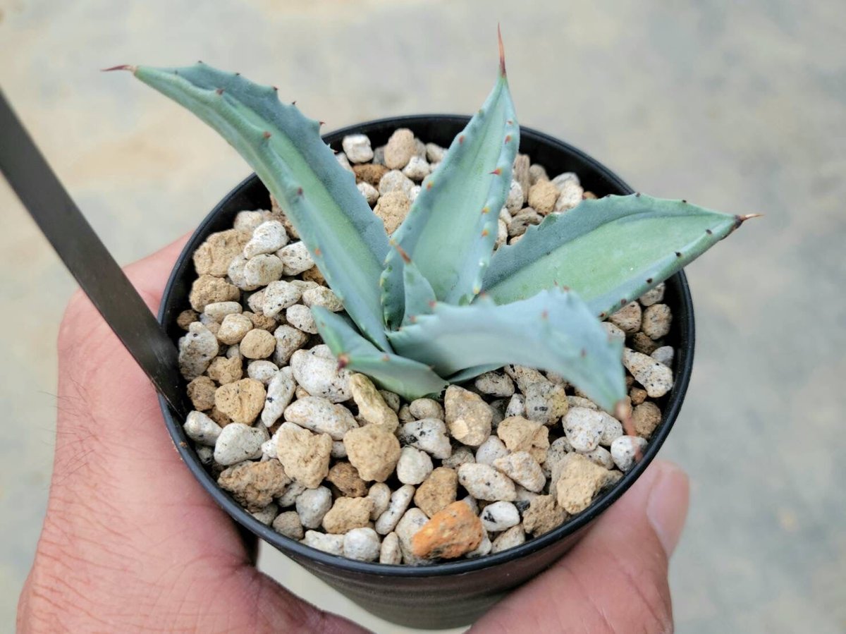 巨大　即戦力　選抜個体美形　アガベ　アメリカーナ　エクスパンサパリダ　③ 巨大 即戦力 選抜個体美形 アガベ アメリカーナ エクスパンサパリダ ③