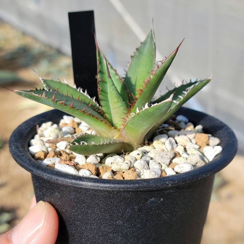 趣 agave horrida dwarf | カトーエンゲー