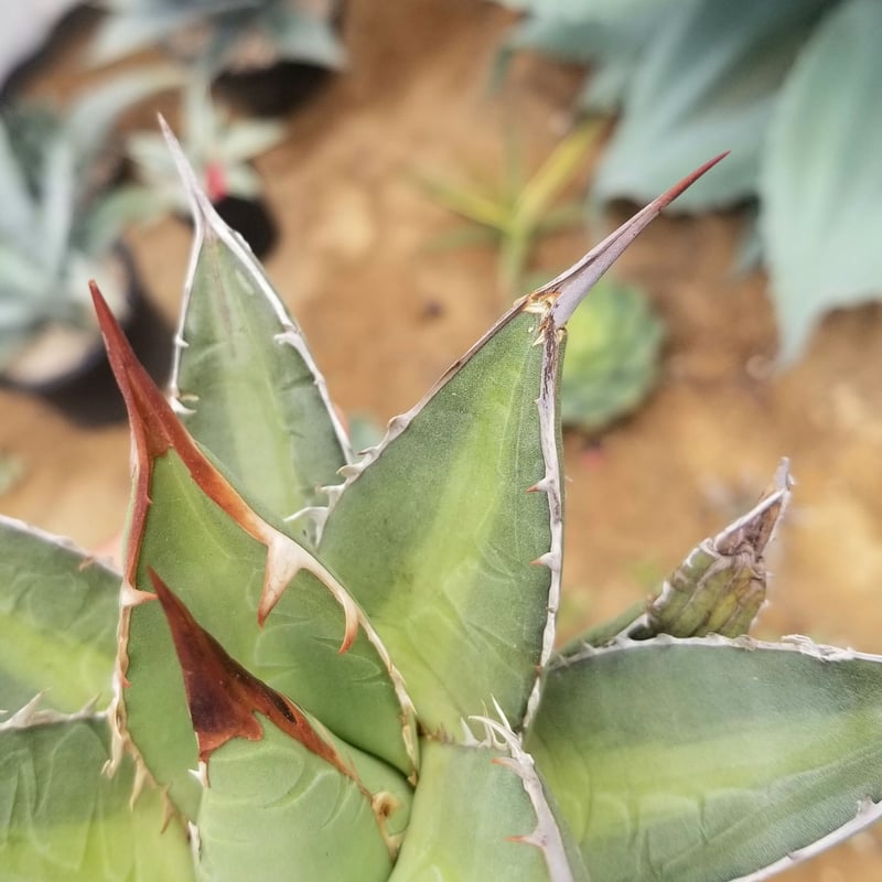 アガベ パープソラム | カトーエンゲー