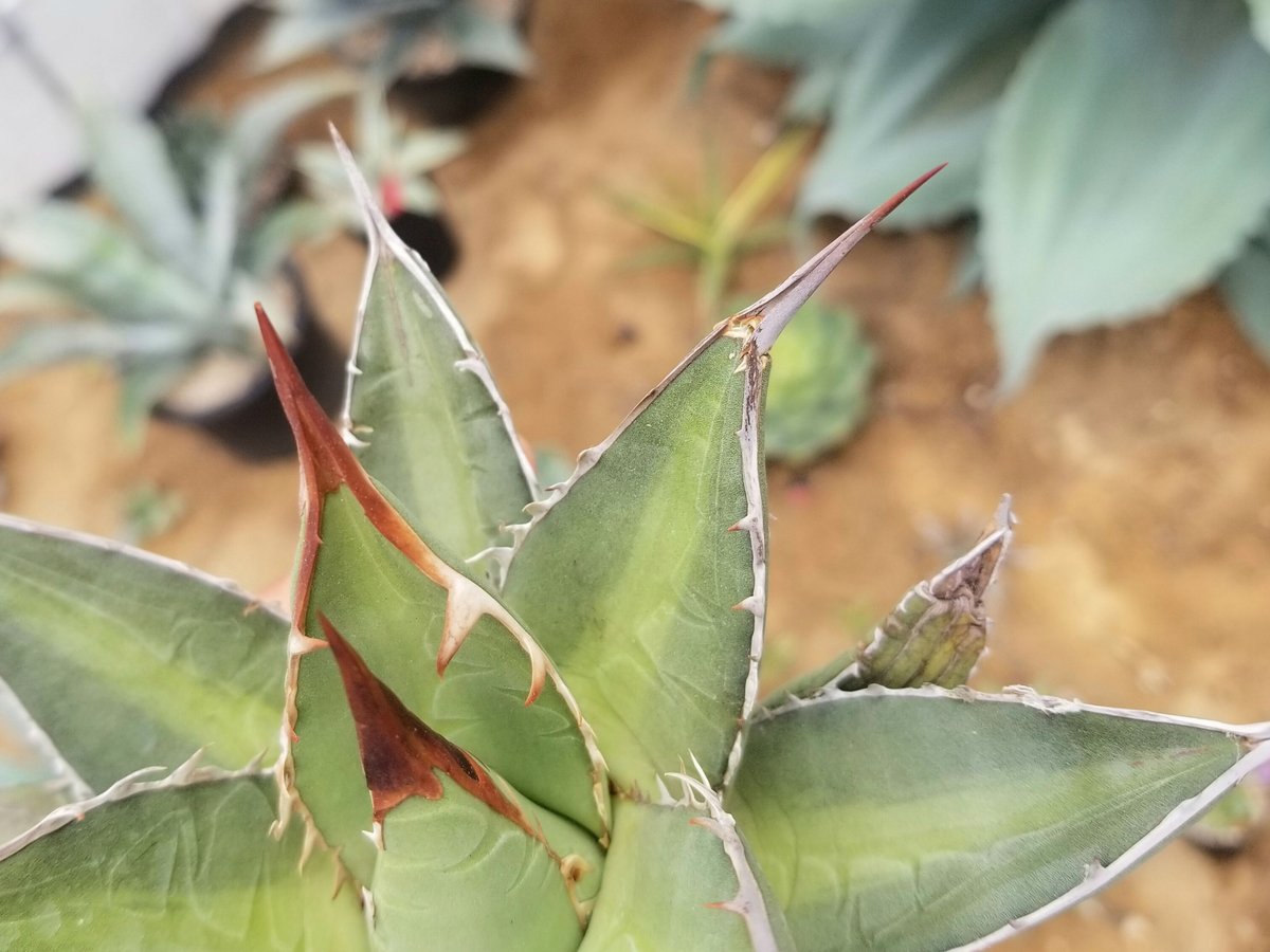 アガベ パープソラム | カトーエンゲー