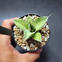 アガベ　jc'sシャドウ　パリー agave parryi 'j.c.'s shadow' | カトーエンゲー