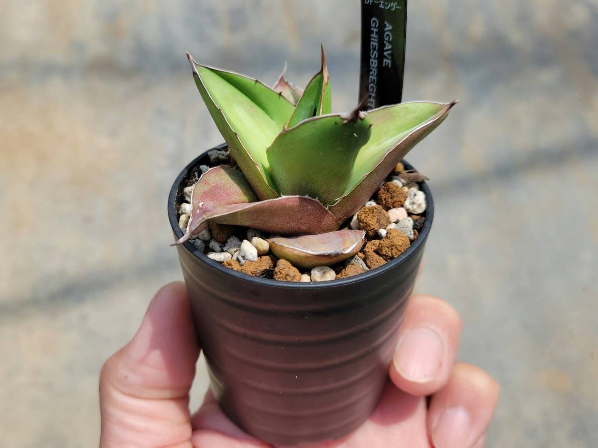 アガベ　ジェスブレイティ　セット アガベ・ジェスブレイティ｜Agave ghiesbreghtii | DESERT INC.