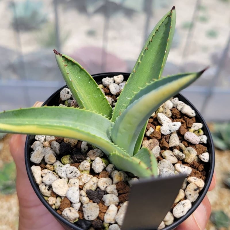 agave macroacantha variegata | カトーエンゲー