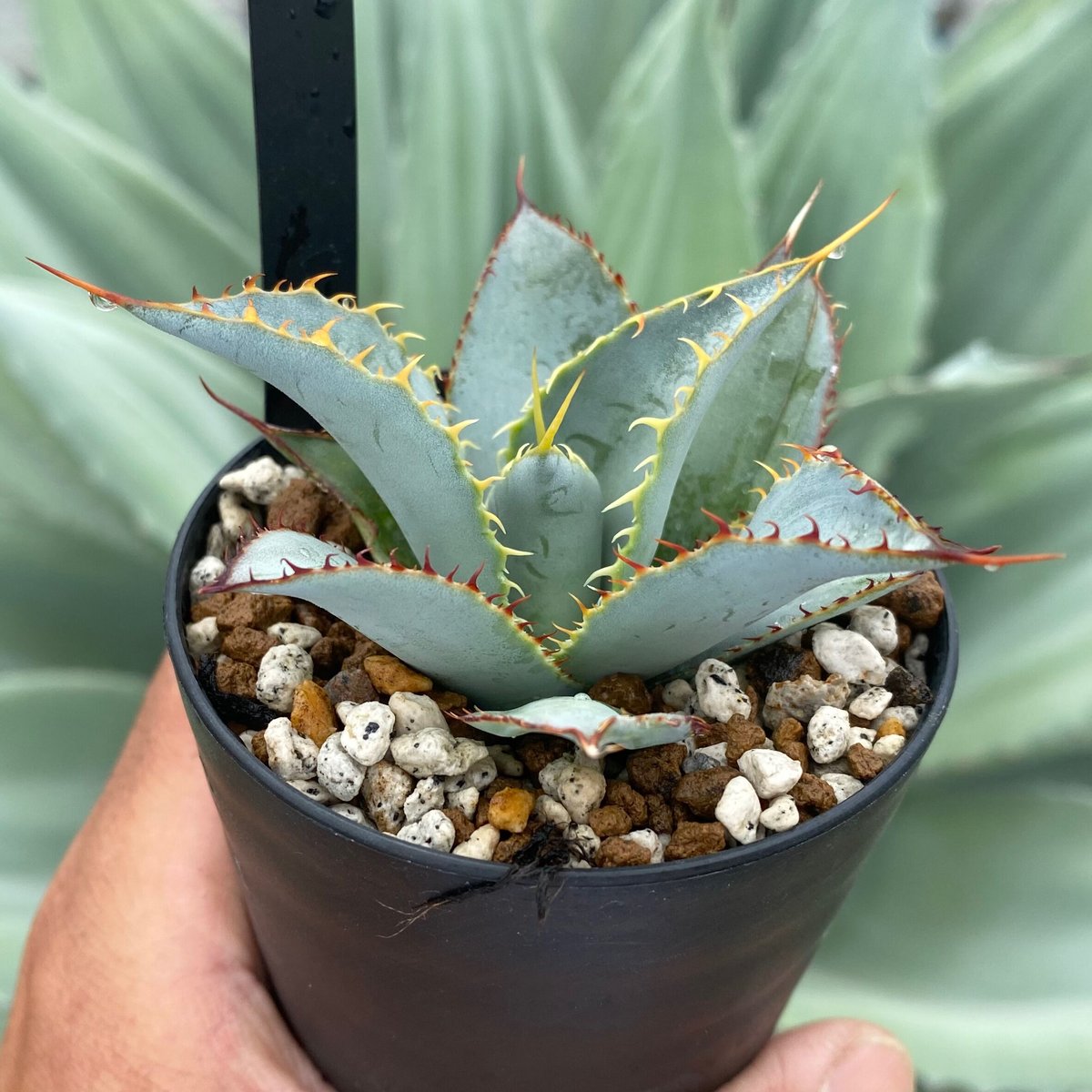 アガベグアダラハラナ レオン | カトーエンゲー