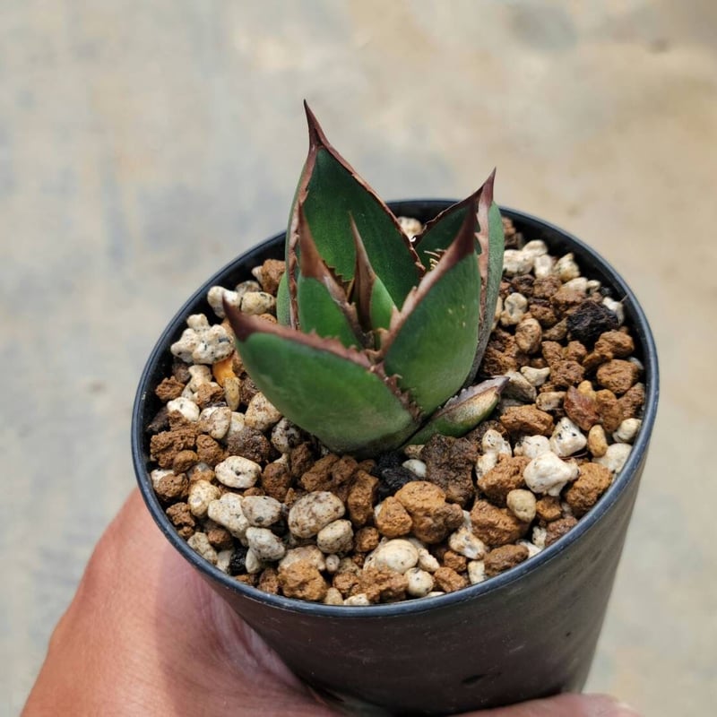 アガベジェスブレイティ中斑 | カトーエンゲー アガベジェスブレイティ中斑 | カトーエンゲー