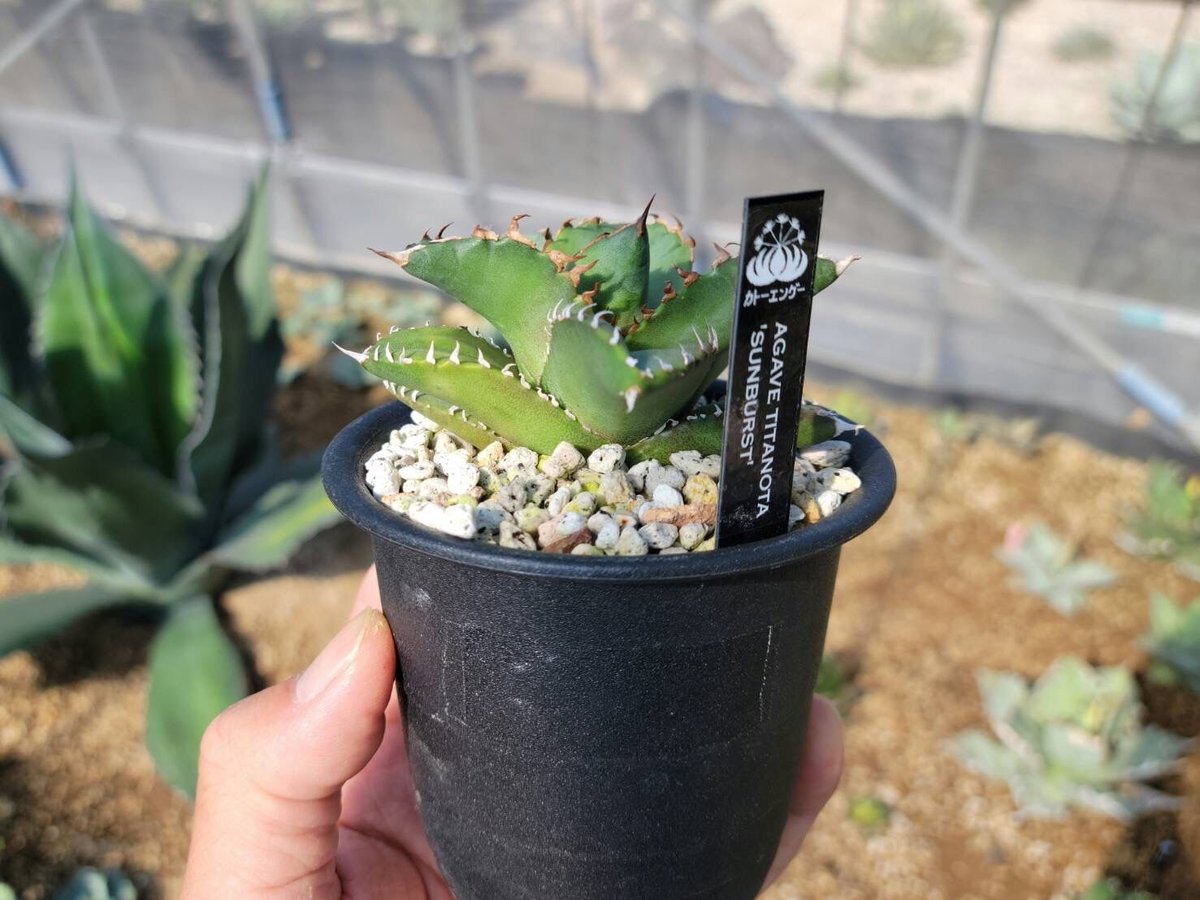 趣 agave titanota sunburst | カトーエンゲー