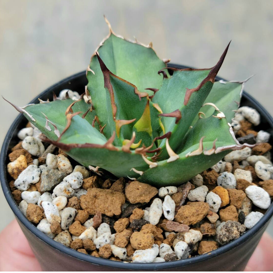 【アガベ】ノーネーム　ボールタイプ 新着・極上逸品】Agave titanota No name【イタリアからの選抜