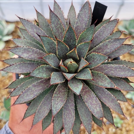 マンガベ | STORES