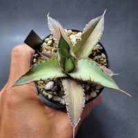 アガベ☆オバティサナ・シースター アガベ オバティサナ シースター - メルカリ