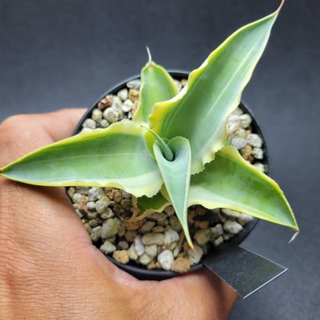 カトーエンゲー