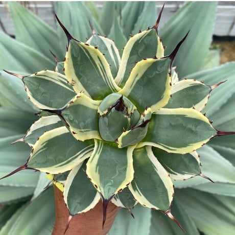 アガベクリームスパイク | STORES