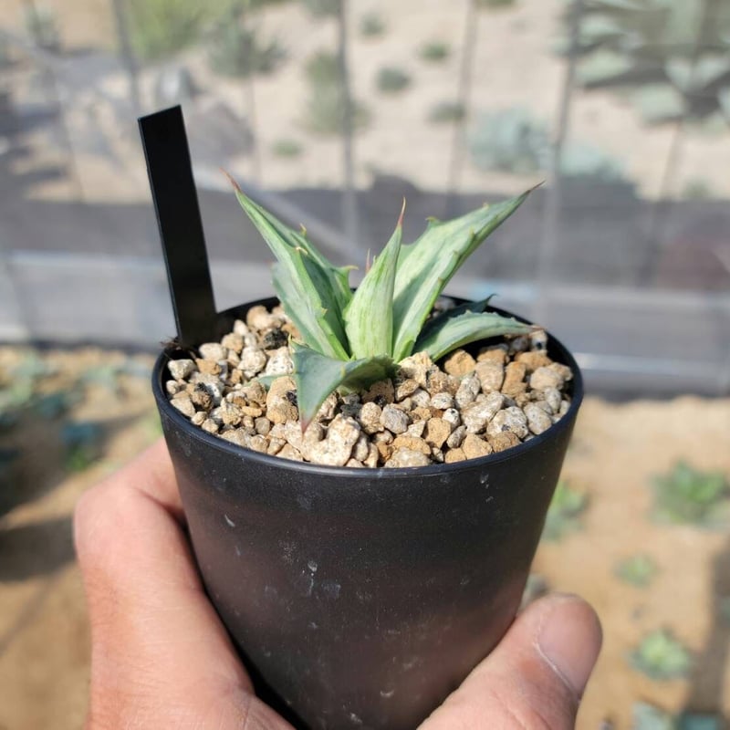 agave deserti ssp.simplex snow devil | カトーエンゲー