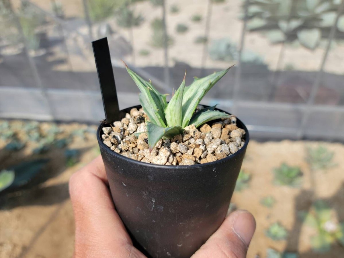 agave deserti ssp.simplex snow devil | カトーエンゲー agave deserti ssp.simplex snow devil | カトーエンゲー