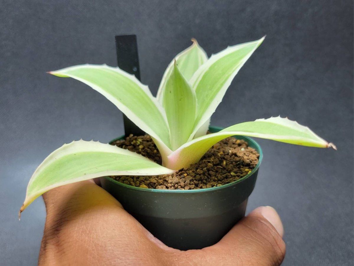 雪月花 agave desmettiana 雪月花④ | カトーエンゲー